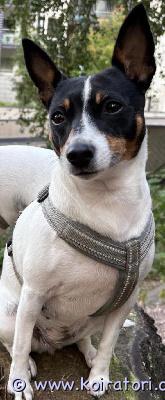 myydään amerikankääpiöterrieri www.koiratori.com-ilmoitus Amerikankääpiöterrieri etsii loppuelämän kotiaoman elämänsä sankari, reipas ja vahvaluonteinen amerikankääpiöterrieri etsii omaa pysyvää kotiaan.8.3.2022 syntynyt amerikankääpiöterrieri-narttu, painoltaan 5,6 kg.juuri steriloitu tammikuussa 2026, rokotettu ja madotettu ajallaan ja on perusterve.aktiivinen, älykäs ja oppimishaluinen koira.se nauttii palloleikeistä ja soveltuisi hyvin harrastuksiin.viihtyy ihmisen seurassa, hakeutuu lähelle ja osaa olla hellyyttävä sylivauva. Kotona se on sisäsiisti eikä hajota paikkoja. tämä kääpiö tarvitsee kodin:- jossa ei ole pieniä lapsia - jossa se saa olla ainoa koira- jossa omistajalla on aikaa sitoutua sen arkeen. tämä koiruli ei sovellu kerrostaloon haukkuherkkyyden vuoksi, eikä vilkas kaupunkiympäristö ole sille paras mahdollinen. Rauhallisempi asuinalue olisi suositeltava. lenkillä voi reagoida esimerkiksi pulkkiin, raskaisiin ajoneuvoihin tai pyöriin, joten omistajan on hyvä olla johdonmukainen ja rauhallinen. oikeassa ympäristössä ja määrätietoisella ohjauksella tästä upeasta amerikankääpiöterrieristä saa erinomaisen seuralaisen. koira asuu nyt helsingissä. Tutustuminen tapahtuu sopimuksen mukaan omistajan kotona. tästä amerikankääpiöterrieristä toivotaan kohtuullista maksua. tärkeintä on löytää koiralle turvallinen, sitoutunut ja rakastava koti. yhteydenotot sähköpostitse, kiitos.