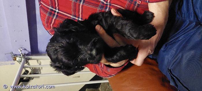 myydään labradoodle www.koiratori.com-ilmoitus Labradoodle pennut s. 10.1.2026isä labbis, emä labradoodle. terveitä ja reippaita molemmat. pennut sirutetaan, madotetaan, terveystarkastetaan ja opetetaan kaikkeen käsittelyyn ennen luovutusta.luovutus 7.3.alkaen.ei osamaksua.osa pennuista sileäkarvaisia ja osa kiharia.narttuja ja uroksia vapaana.varausmaksu 100€