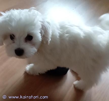 myydään maltipoo www.koiratori.com-ilmoitus Meillä on syntynyt 6.12.2025 hurmaava maltipoo pentue, jotka etsivät nyt omia loppuelämän kotejaan. Pennut kasvavat keskellä tavallista arkea turvallisessa kotiympäristössä, jossa ne saavat paljon syliä, huomiota ja positiivisia kokemuksia. Ne tottuvat jo pienestä pitäen kodin ääniin, käsittelyyn ja ihmisten seuraan, mikä antaa niille hyvän ja tasapainoisen alun elämään.tällä hetkellä vapaana on vielä 1 uros ja 1 narttu, jotka odottavat omaa rakastavaa perhettään.maltipoo on maltankoiran ja villakoiran risteytys. Se tunnetaan iloisesta, lempeästä ja ihmisrakkaasta luonteestaan. Maltipoo kiintyy vahvasti omaan perheeseensä ja viihtyy parhaiten kodissa, jossa se saa olla mukana arjessa.etsimme pennuille vastuullisia koteja, joissa koira nähdään perheenjäsenenä ja sitoudutaan sen hoitoon ja hyvinvointiin koko eliniän ajaksi.jos kiinnostuit, kerro hieman itsestäsi, elämäntilanteestasi ja millaiseen kotiin pentu olisi tulossa. Vastaan mielelläni kysymyksiin ja annan lisätietoja näistä ihanista pienokaisista 