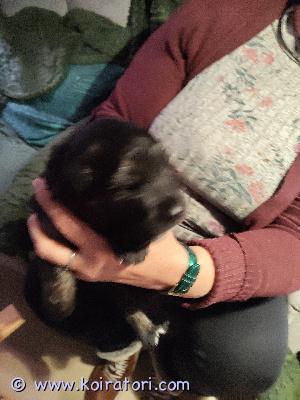 myydään saksanpaimenkoira www.koiratori.com-ilmoitus Riinalla ja tikolla on ilo ilmoittaa, että 20.1-26 syntyneet 10kpl pentuja ovat nyt varattavissa. Molempia sukupuolia 5kpl. Ennen luovutusta käymme eläinlääkärin luona tarkastuksessa ja sirutuksessa. Lisätiedot saat vain soittamalla. Varaus maksu on 300€. Pennun hinta on 1300. Ei osamaksua. Puh. 044 9544840 