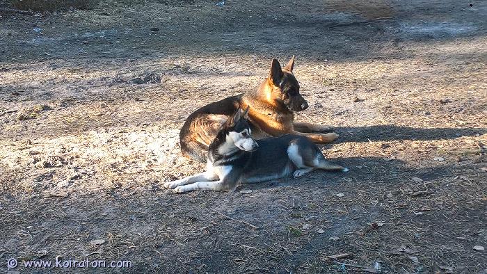 myydään sekarotuinensaksanpaimenkoira www.koiratori.com-ilmoitus Myydään 21.2.2026 syntyneet, kaikki elossa ja terveinä syntyneet viisi pentua. luovutus 4.4.2026 alkaen kun pennuilla ikää kuusi viikkoa!emo huskycollie ja uro puhdasrotuinen saksanpaimenkoira, molemmat kilttejä, älykkäitä ja kuuliaisia. Osaavat olla ulkona ilman remmiä karkaamatta, myös pennut oppivat olemaan irti ulkona sekä noutamaan yms. Paimennusviettiä löytyy molemmilta vanhemmilta luonnostaan (kiertää eikä tapa karjaa) sekä älykkyyttä omistajan suosimiin harrastuksiin. Pennusta tulee aikuisena luokkaa keskikokoinen iso.ei sirutettu eikä rokotettu. Luonnolliset vasta-aineet molempien vanhempien huolenpidosta. Uusi omistaja päättää itse koiraan ja sen terveyteen liittyvistä asioista. Koiraa ei kuitenkaan myydä leikattavaksi.pennun hinta 600e mukaan tulee muutama a4 sivu rodusta, ravinnosta, ohjeita, neuvoja ja joitain huomioita koiranpidosta oppaiden ohelle jos tulee vaikka jotain uutta. Voin ostajan halutessa kirjoittaa kauppakirjan. Voin varata pennun ilman mitään varausmaksuja.voin laittaa kuvia pennuista ja vanhemmista sähköpostiin. Hyvin mielelläni haluaisin myös kuvia ja kuulumisia sitten täysikasvuisesta sähköpostiin!