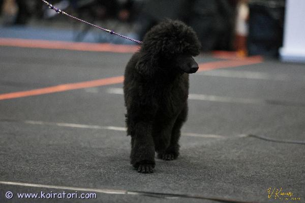 MYYDääN isovillakoira www.koiratori.com-ilmoitus Etsimme vastuullistta ja yhteistyökykyistä kotia 21.9 syntyneelle kasvatillemme.tyttö on sisäsiisti ja perusasiat opetettu,erittäin sosiaalinen ja iloinen pentu.näyttelyissä käynyt jo hyvällä menestyksellä ja mikäli uudella perheellä innostusta viedä tyttöä näytille olisi se iso plussa tai käyttäisin mielelläni itse.trimmaus ja pesu sekä muu käsittely onnistuu todella hyvin.pentu tottunut muihin koiriin ja kissoihin ja tulee kaikkien kanssa toimeen.sijoitusperhettä etsitty toki ensisijaisesti mutta oikean perheen löytyessä muutkin vaihtoehdot toki mahdollisia.mukaan kattava pentupaketti ja kasvattajan tuki.soita tai laita viestiä whatsapp +37255628699 ja kerro millainen koti sinulla olisi tarjota tälle kullanmurullle.