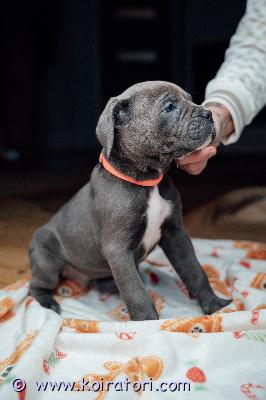 MYYDääN canecorso www.koiratori.com-ilmoitus Vielä rakastavaa kotia vailla 1 musta urospentu ja harmaa narttupentu.pennut syntyneet 30.12 eli luovutusikäiset.rekisteröity eestin kennelliittoon.pennut on eläinlääkärin tarkastamat ja siruttamat,useasti madotettu.vanhemmat hyväluonteiset ja terveet.mukaan kattava pentupakkaus ja kasvattajan loppuelämän tuki.osamaksu mahdollinen.mikäli pennun ottaminen on ajankohtainen asia ja olet rotuun tutustunut sekä sinulla on kaikki edellytykset tarjota pennulle hyvä koti ota yhteyttä whatsapp tai soita+37255628699 puhun suomea.