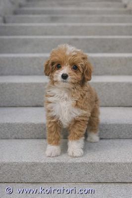 myydään maltipoo www.koiratori.com-ilmoitus Enää viimeinen urospentu vapaana. Pentu on reipas ja eläinlääkärin tarkastuksen mukaan terve. Moneasti madotettu, sirutettu , annettu ensimmäinen rokotus, kaikki nämä merkattu hänen eu passiin. Vanhemmat erirotusia kuten designkoirilla, emo cream kääpiövillakoira, isä malta koira. risteytettäviksi rotuiksi valitaan yleensä mukavia ja sosiaalisia seurakoiria ja harvemmin niiden sekoituksetkaan ovat kovin haastavia luoneteeltaan. Tottunut perheen ääniä ja pikkulasta, kysy lisä