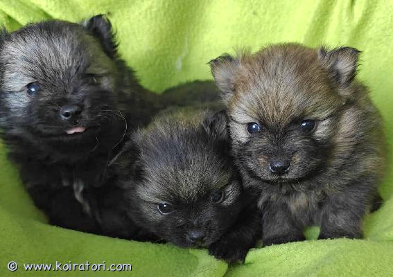 myydään kleinspitz www.koiratori.com-ilmoitus 27.1.26 syntyneet kleinipojat varattavissa. Luovutus 17..3.26 alkaen. Pennut rekisteröidään kennelliittoon ja pentupaketti mukaan. Kerron mielelläni lisää pojista.