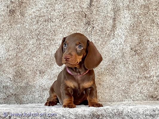 myydään mäyräkoira www.koiratori.com-ilmoitus Mäyräkoiranpentu, narttu, papereilla, rokotettu.