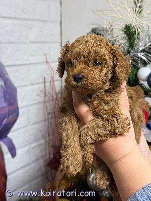 myydään villakoira www.koiratori.com-ilmoitus 22.12.2025 syntyneet 6punaista poikaa ja tyttö .tyttö ja 1 poika on varattu  5  etsivät rakastavia koteja.Pennut ovat Suomessa syntyneet ja kasvaneet.Pennut on madotettu. Eläinlääkärintarkastamat   ja sirutettu 03.2.2026 sekä rekisteröity rekisteriin  04.02.2026 Ensimmäinen rokotus tulee uuden omistajan toimesta 12 viikon iässä Pennut luovutetaan aikaisintaan 8 viikon iässä. Varausmaksu 250€.  Ei osaa maksulla, hinnasta voidaan neuvotella    Pennuista tulee todennäköisesti toy kokoisia.kasvattaja  Jaana Karvanen  imatra