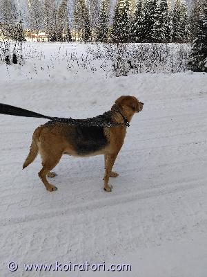 myydään venäjänajokoira www.koiratori.com-ilmoitus 5 vuotias venäjänajokoira. Ajaa jänistä. Osaa olla sisällä ja tulee toimeen toisten koirien, kissojen ja lapsien kanssa. Mutta mielellään ulkokoiraksi koska sisällä ollessa läähättää aika paljon. Koira on ylipainoinen ja painoa pitää saada pudotettua reilusti, mutta kuitenkin jaksaa hyvin liikkua. 