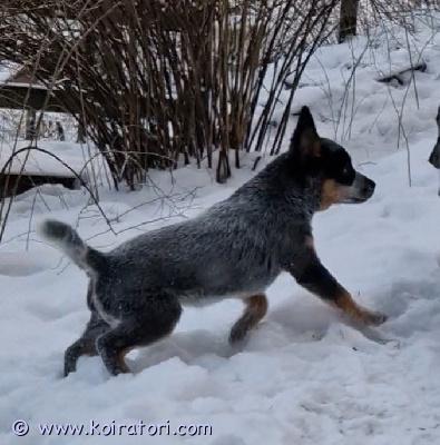 myydään paimenpoika www.koiratori.com-ilmoitus 06.10 syntynyt paimenpoika etsii pitkän peruuntuneen varauksen vuoksi yhä sitä omaa rakastavaa loppuelämän kotiaan. Pennun vanhemmat on puhdasrotuisia australiankarjakoiria. Tosi reipas ja avoimen luonteen omaava poju vaikkapa maatilalle apukädeksi tai muuten vain aktiivisen ihmisen lenkkeilykaveriksi. Ota yhteyttä jos kiinnostuit!