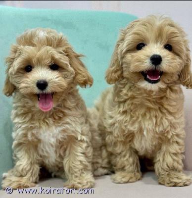 myydään maltipoo www.koiratori.com-ilmoitus Rosien ja rexin maltipoon pennut etsivät uutta perhettä. Ota meihin yhteyttä saadaksesi lisätietoja. Kiitos.