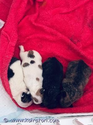 myydään ranskanbulldog(mix) www.koiratori.com-ilmoitus Myydään neljä ihanaa narttupentua!etsitään rakastavia, loppuelämän koteja neljälle suloiselle narttupennulle. Pennut ovat syntyneet 18.2. Kyseessä on vahinkopentue. Emä on ranskanbulldog (ns. Sporttimalli, pidempikuonoinen), isästä ei ole varmuutta. Pennut näyttävät ranskanbulldogeilta.pienokaiset kasvavat kodin sydämessä, tottuen arjen ääniin, ihmisiin ja hellään käsittelyyn. Pennut kaipaavat perheitä, joissa niistä pidetään hyvää huolta ja joissa ne saavat olla täysivaltaisia perheenjäseniä.luovutus alkaen 15.4  luovutettaessa pennut ovat:-madotettu- eläinlääkärin tarkastamia  - sirutettuja    hinta: 1500 € / pentukerrothan viestissäsi millaiseen kotiin pentu olisi tulossa. Vastaan mielelläni kysymyksiin ja kerron lisää.