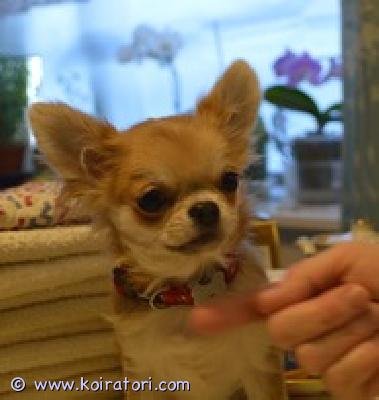 MYYDääN chihuahua www.koiratori.com-ilmoitus Chihuahua, tyttö, pieni , syntynyt 24.08.2025, pitkäkarvainen, kaunis ja iloinen. Saatavilla rakkaaksi lemmikiksi perheeseen. Sukutaulu, eurooppapassi, mikrosiru, rokotukset ja madotukset.toimitus helsinkiin on mahdollinen .p.358449703263lisätietoja: kitanakitana1234@bk.ru