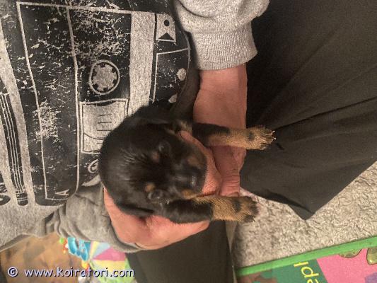 myydään kääpiövillakoira www.koiratori.com-ilmoitus Myydään kääpiövillakoira mix pennut emä kääpiövillakoira mix isä japanece /chin /venäjöntoy mix sirutettuna madotettuna ja eläinlääkärin tarkastamina.kumpikin pitkäkarvaisia ja musta ruskeita  narttu ja uros vapaana ei osamaksua ei tuonti pentuja luovutus ikäisiä maaliskuussa