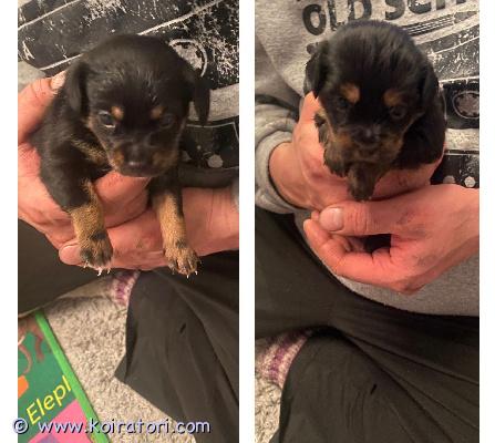 myydään japanece www.koiratori.com-ilmoitus Myydään kääpiövillakoira mix pennut narttu ja uros emä kääpiövillakoira mix isä japanece /chin /venäjöntoy mix sirutettuna madotettuna ja eläinlääkärin tarkastamina.kumpikin pitkäkarvaisia  ja musta ruskeita  ei osamaksua ei tuonti pentuja luovutus  ikäisiä maaliskuussa