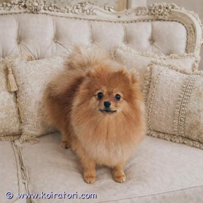 myydään pomeranian www.koiratori.com-ilmoitus Kaunis pomeranianinarttuupea kirkkaan oranssi väri. Ikä 8 kuukautta.kaikki tarvittavat rokotukset tehtysirutettueläinlääkäripassifci–ekl-sukutaulueläinlääkärin tarkastamaterve, hyvin hoidettu ja hellä pieni tyttö, joka odottaa omaa rakastavaa perhettään