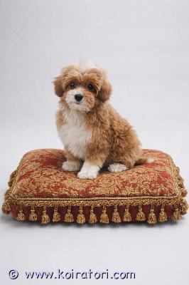 myydään maltipoo www.koiratori.com-ilmoitus Luovutusikuinen, design koiranpentu , maltipoo urospentu vapaana . Pentu on moneasti madotettu , eläinlääkärin tarkastama, siru,eu passi. Annettu ensimmäinen nelosrokote. Desingkoira vanhemmat monirotusia, emo cream kääpiövillakoira , isä malta koira. Molemmilla hyvät luonnet, terveitä pikkukoiria . Urospentu aikuspaino noin 4 kg. Kysy lisä