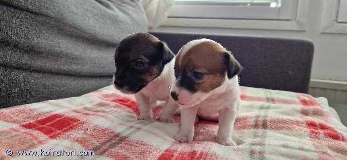 myydään jackrusselinterrieri www.koiratori.com-ilmoitus Kaksi suloista talvityttöä etsivät omaa kotia. Pennut ovat syntyneet 22.1.2026, joten ovat luovutusikäisiä 22.3.2026. Pennut ovat reippaita ja leikkisiä sekä ovat jo opetelleet syömään kiinteää ruokaa. Pennut luovutetaan eläinlääkärin tarkastettuina ja sirutettuina. Tytöt sopivat kaikenlaisiin perheisiin/koteihin, koska ovat tottuneet jo normmaleihin kodin ääniin ja ihmisten käsittelyyn. Omat koirat ovat tyytyväisiäö kotikoiria ja perheenjäseniä. Osamaksumahdollisuus.