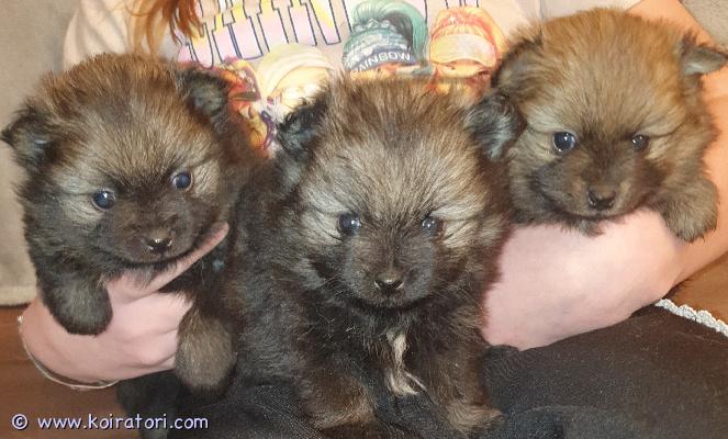 myydään kleinspitz www.koiratori.com-ilmoitus 27.1.26 syntyneet kleinipojat varattavissa. Luovutus 17.3.26 alkaen. Pennut rekisteröidään kennelliittoon, eläinl tarkastamina ja pentupaketti mukaan. Kerron mielelläni lisää pennuista.