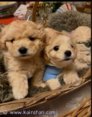 myydään maltipoo www.koiratori.com-ilmoitus Suloiset maltipoo-pennut etsivät rakastavia koteja.kaksi urosta ja kaksi narttua on vielä vapaana, ja yksi pentu on jo varattu.maltipoo on risteytys maltankoiran ja kääpiövillakoiran välillä.maltipoot ovat erittäin sosiaalisia ja hellyydenkipeitä. Ne ovat älykkäitä, oppivaisia ja leikkisiä, ja viihtyvät hyvin perheissä, lasten sekä iäkkäämpien ihmisten seurassa.niillä on kohtalainen liikunnantarve – päivittäiset lenkit ja leikki riittävät hyvin. Ne nauttivat myös henkisestä aktivoinnista, kuten temppujen opettelusta, hajutyöskentelystä ja aivojumpasta.rotu on vähäkarvainen eikä juurikaan irtoa, ja sitä pidetään allergiaystävällisenä.emä: maltankoiraisä: kääpiövillakoirapennut ovat syntyneet 08.01.2026 ja ovat luovutusvalmiita 05.03.2026 alkaen (8 viikon iässä).hintaan sisältyy:kauppasopimuseläinlääkärintodistus / terveystodistusrokotusmikrosirumadotukset luovutukseen astipentupakettirekisteröinti / omistajanvaihdosetsimme vastuullisia, rakastavia ja sitoutuneita koteja. Otathan yhteyttä vain, jos olet aidosti kiinnostunut tarjoamaan pennulle turvallisen ja pysyvän kodin.ota rohkeasti yhteyttä, niin jutellaan lisää pennuista.