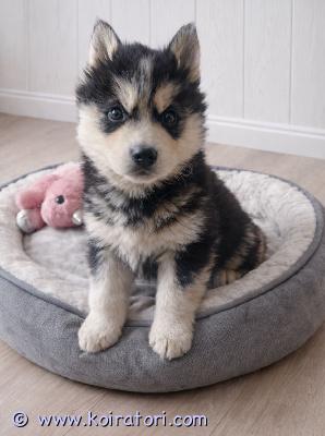 myydään siperianhuskypentue www.koiratori.com-ilmoitus 23.12.25 syntyneet siperianhusky pennut, 2 tyttöä, 3 poikaa etsivät loppuelämänsä kotejaan. Pennut ovat useaan kertaan madotettuja, eläinlääkäri on tarkastanut ja siruttanut pennut sekä todeten heidät terveiksi.molemmat pentujen vanhemmat ovat myös nähtävillä.pentuliinit asustavat mäntyharjun kuortin kylässä.ei osamaksumahdollisuutta. Lisäkuvia  ja videoita pyydettäessä. Kuvissa olevat 2 poikapentua enää vapaina.