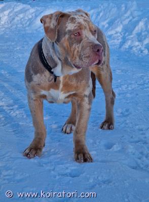 myydään americanbully www.koiratori.com-ilmoitus Kotia vailla vielä xl bully uros. syntynyt 9/25 eläinlääkäri tarkastettu, sirutettu, rokotettu ja madotettu. tottunut muihin koiriin ja lapsiin. terve ja tervepäinen, mahtava perhekoira. laita viestiä, niin kerron pojasta lisää ja kerrothan millaisen kodin voisit tarjota pojalle kun otat yhteyttä.