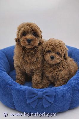 myydään maltipoo www.koiratori.com-ilmoitus Luovutusikuiset urospennut vapaana. Pennut on moneasti madotettu, eläinlääkärin tarkastama, sirut, ensimmäiset rokotukset annettu. On sosiaaliset kuten vanhemmat. Risteytettäviksi roduiksi valitaan yleensä mukavia ja sosiaalisia seurakoiria, ja harvemmin niiden sekoituksetkaan ovat kovin haastavia luonteeltaan. Emo kääpiövillakoira, isä malta koira Pennuilla eu passi mihin kaikki teädöt merkattu ja eläinlääkärin teädöt, kysy lisä . Etsitään poijille hyvät kodit, ohjeita pentun hoito saa ennen tai jälkeenpäin 