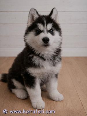 myydään siperianhuskypentu www.koiratori.com-ilmoitus Suomessa 23.12.2025 syntynyt kaunis huskynpentu etsii uutta rakastavaa kotia. Pentu on useaan kertaan madotettu, eläinlääkärin siruttama ja tarkastama sekä terveeksi todettu.  luonteeltaan hän on aivan upea – rauhallinen, ystävällinen ja ihmisrakas. Pentu viihtyy hyvin lähellä ihmisiä ja nauttii huomiosta sekä yhdessäolosta.husky on energinen ja älykäs rotu, joten pentu sopii parhaiten aktiiviseen kotiin, jossa sille voidaan tarjota riittävästi liikuntaa ja tekemistä. Pentu on terve, hyvin hoidettu ja kasvanut turvallisessa ympäristössä suomessa.lisätietoja ja kuvia saa pyytämällä.puh: 0458601095