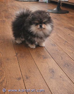 myydään pomeranian www.koiratori.com-ilmoitus Myydään erittäin kaunis tyttö, rotu pomeranian (spitz).rokotukset tehty, mikrosiru ja passi kunnossa.tyttö on käynyt eläinlääkärin tarkastuksessa ja saanut loishäätölääkityksen.iloinen, suloinen ja pörröinen pieni prinsessa etsii parasta ja rakastavaa perhettä ota rohkeasti yhteyttä, kerromme mielellämme lisää.