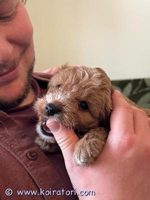 myydään teddypentu www.koiratori.com-ilmoitus Cavapoo teddypennut ovat nyt valmiina uusiin koteihin!pennut ovat syntyneet 31.12.25 ja ne on sirutettu, madotettu sekä eläinlääkärin tarkastamia.pennut on opetettu kaikkeen käsittelyyn ja ne ovat erittäin rauhallisia eivätkä pure paljoakaan, jos vertaan moniin muihin rotuihin, joista minulla on kokemusta. Tykkäävät leikkiä ja olla sylissä, touhuta pihalla ja sisällä. isä on kääpiövillis ja emä cavapoo. vanhemmat on terveitä ja todella sosiaalisia luonteeltaan. Erinomaisia perhekoiria.vapaana yksi urospentu.3000€ käteismaksu, ei osamaksua.vain nouto.