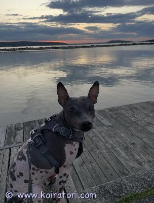 myydään Amerikankarvatonterrieri www.koiratori.com-ilmoitus Pako 3 vuotta etsii uutta kotia. Pako on iso persoona ja hän pitää ihmisistä. Pako ei ole sopeutunut lapsiperhe arkeen ja siksi etsii uutta lapsetonta kotia. Pako tulee toimeen kissojen kanssa, mutta on talon ainut koira. Jos kiinnostuksesi heräsi ota yhteyttä niin jutellaan lisää. 