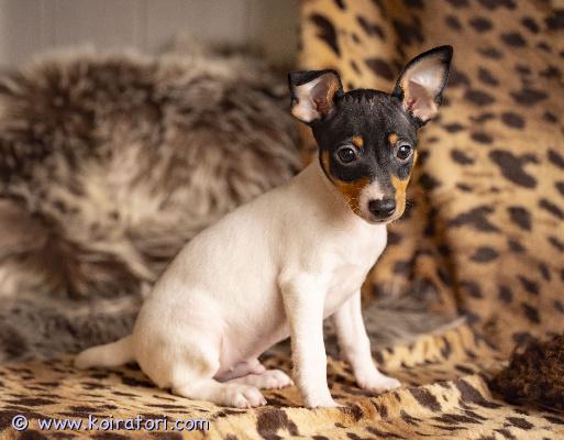 myydään amerikankääpiöterrieri www.koiratori.com-ilmoitus Myydään amerikankääpiöterrieri uros. syntynyt 26. Joulukuuta 2025.kaikki tarvittavat rokotukset tehtysirutettueläinlääkäripassiekl-sukutaulueläinlääkärin tarkastamaterve, hyvin hoidettu ja hellä pieni uros , joka odottaa omaa rakastavaa perhettään