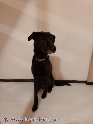 myydään sekarotuinen www.koiratori.com-ilmoitus Muuttuneen elämän tilanteen vuoksi uutta kotia etsii 7v leikattu uros koira unto.Erittäin aktiivinen ja ihmisläheinen, myös lapsi rakas ja tottunut olemaan lasten kanssa. Innostuu uusista ihmisistä paljon ja hyppii innostuessaan ihmisiä vasten.Tykkää käydä pitkillä lenkeillä, nauttii ulkona oleilusta.Sisäsiisti, osaa olla yksin kotona esim. Työpäivän ajan. Lenkillä ollessa vetää paljon hihnassa ja ulkona ollessa ei tahdo totella käskyjä.Sirutettu ja madotettu säännöllisesti. Terveys tarkastettu eläinlääkärin toimesta.Kerrothan minkälaiseen kotiin Unto olisi tulossa, valitsen uuden kodin tarkasti.syntynyt 15.5.2019 