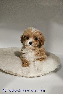 myydään maltipoo www.koiratori.com-ilmoitus Luovutusikuinen maltipoo f1, urospentu vapaana. Pentu on moneasti madotettu, eläinlääkärin tarkastama, sirutettu. Annettu ensimmäinen nelosrokote, eu passi, missä kaikki teädöt. Pentu on sosiaalinen, reipas. Emo hyväluonteinen cream värinen kääpiövillakoira , isä malta koira, kysy lisä, lähetetään lisä kuvia, videoita, saa tutustua emo ja poika paikan päällä, pentupakkaus, eu matkustuspassi, kauppasopimus kaikki kuulu hinta