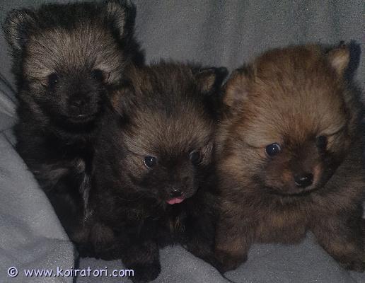 myydään kleinspitz www.koiratori.com-ilmoitus Suomessa syntyneet kleinipojat nt varattavissa. Luovutus 17.3.26 alkaen. Pennut on sirutejjuja ja eläinlääkärin tarkastamia. Pennut rekisteröity kennelliittoon. Pentupaketti jokaisen pennun mukaan. Pentujen vanhemmat terveiksi tutkittu. Kysymällä lisätietoja pojista.