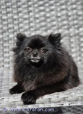 myydään pomeranian www.koiratori.com-ilmoitus Myydään 4 vuotias steriloitu pomeranian narttu hyvään kotiin. Iloinen ja reipas maalla ikänsä asunut rouva. Rekisteröity ja rokotettu.