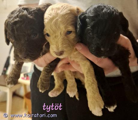 myydään Kiharakarvainen (villakoira) www.koiratori.com-ilmoitus Hurmaavat kiharakarvaiset pennut etsivät rakastavia koteja – Kurikka Meille on syntynyt 7.2.2026 upea kiharakarvainen kääpiö/keskikokoinen pentue. Pentueessa on 10 pentua ja etsimme heille nyt vastuuntuntoisia ja rakastavia koteja. Rotu on älykäs, iloinen ja helppo kouluttaa. Tästä rodusta ei lähde karvaa perinteiseen tapaan ja siksi sitä pidetään allergia ystävällisenä rotuna. Turkki kumminkin vaatii säännöllistä hoitamista ja trimmausta. Syntyneet: 7.2.2026 Molemmat vanhemmat ovat terveitä kotikoiria. Emä nähtävissä.  Madotettu: useasti, suositusten mukaan. Eläinlääkärin tarkastamat: tulossa 24.3.20206, todistus luovutetaan mukaan. Eläinlääkärin siruttamat: tulossa 24.3.2026  Ostaja velvollisuus on huolehtia pennun rokotuksesta 12 viikon ikäisenä. Pennut luovutetaan vähintään 8 viikon ikäisenä, 4.4.2026 alkaen. Hinta: 1800 €  200 € varausmaksu, joka hyvitetään loppusummasta. (kauppojen peruuntuessa varausmaksua ei palauteta) Ei osamaksu mahdollisuutta. Yhteydenotot ja varaustilanteen tiedustelut: tassuposti@outlook.com 