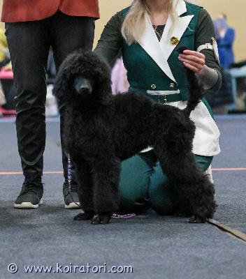 MYYDääN isovillakoira www.koiratori.com-ilmoitus Etsimme vastuullistta ja yhteistyökykyistä kotia 21.9 syntyneelle kasvatillemme.tyttö on sisäsiisti ja perusasiat opetettu,erittäin sosiaalinen ja iloinen pentu.näyttelyissä käynyt jo hyvällä menestyksellä ja mikäli uudella perheellä innostusta viedä tyttöä näytille olisi se iso plussa tai käyttäisin mielelläni itse.trimmaus ja pesu sekä muu käsittely onnistuu todella hyvin.pentu tottunut muihin koiriin ja kissoihin ja tulee kaikkien kanssa toimeen.sijoitusperhettä etsitty toki ensisijaisesti mutta oikean perheen löytyessä muutkin vaihtoehdot toki mahdollisia.mukaan kattava pentupaketti ja kasvattajan tuki.soita tai laita viestiä whatsapp +37255628699 ja kerro millainen koti sinulla olisi tarjota tälle kullanmurullle.