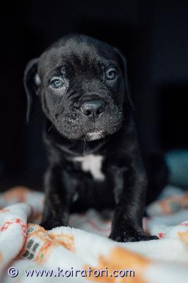 MYYDääN canecorso www.koiratori.com-ilmoitus Pentueestamme joka syntyi 30.12 on vielä vapaana muutama pentu rakastavaan kotiin.vanhemmat hyväluonteiset ja terveet.pennut rekisteröity eestin kennelliittoon,eläinlääkärin tarkastamat ja siruttamat.pennut ovat sosiaalisia ja reippaita ja sisäsiisteys opettelu jo hyvällä mallilla.mukaan annamme kattavan pentupakkauksen ja kasvattajan loppuelämän tuen.uudelta kodilta toivomme että rotuun tutustuttu kunnolla,elämäntilanne valmis pennun ottoon joka tavalla sekä taloudellinen tilanne mahdollistaa koiranpennun hankinnan ja huolenpidon.osamaksu on mahdollinen järkevissä osissa.kerron mielelläni lisää puhelimitse tai whatsapp +37255628699(puhun suomea)