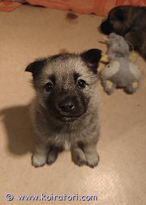 myydään harmaanorjanhirvikoira www.koiratori.com-ilmoitus Kaksi hyväsukuista narttupentua etsii omia metsästäviä kotejaan.pennut ovat syntyneet 30.1.2026 ja ovat luovutusiässä 7-viikkoa täyttäneinä alkaen 20.3.2026, rekisteröidään, sirutetaan, madotetaan useasti, käytetään eläinlääkärin tarkastuksessa ennen luovutusta. Lisätietoja pennuista ja vanhemmista mielellään soittamalla.linkki sukutauluun: https://jalostus.kennelliitto.fi/frmsukutaulu.aspx?reknoi=fi18223%2f18reknoe=fi43977%2f21sukupolvet=4