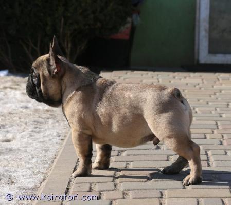 myydään ranskis www.koiratori.com-ilmoitus Kennel valko venäjälta myydä ranskistyttö puolivuotta, poika puolivuotta ja 1 v uros( sopii näyttelyyn ) ja omalla maalla on maailman mestari ) toimitus on 15.03 viroon tai helsinkiin . Ota yht jos kiinostat0403:200:116 wa.hinnat 1300-1800 € fci paperit on , jos haluatte näyttelyyn . Omistajan fb https://www.facebook.com/ponomarishka/hinnan sis: toimitus, tulli maksu, rabies testi,  ruvi rekistrointi . Ched ja jne . 