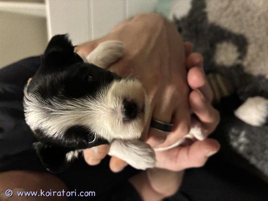 myydään maltipoo www.koiratori.com-ilmoitus Varattavissa maltipoo toy tyttö ja poika pennut hyviin koteihin pennut ovat syntyneet 10.2.26 ja luovutetaan aikaisintaan 31.3.26pennut sirutetaan ja ell tarkistetaan ennen luovutusta sekä madotetaan useaan kertaan pentujen vanhemmat ovat terveystarkastettu polvien ja silmien osaltakerrothan millaiseen kotiin pentuja kyselet 