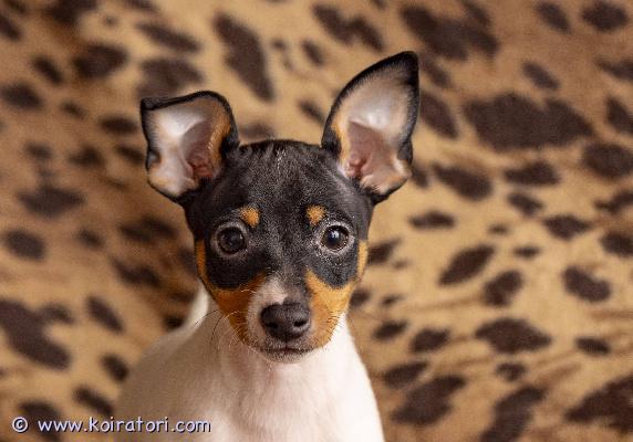 MYYDääN amerikankääpiöterrieri www.koiratori.com-ilmoitus Myydään amerikankääpiöterrieri uros.syntynyt 26. Joulukuuta 2025.kaikki tarvittavat rokotukset tehtysirutettueläinlääkäripassiekl-sukutaulueläinlääkärin tarkastamaterve, hyvin hoidettu ja hellä pieni uros , joka odottaa omaa rakastavaa perhettään