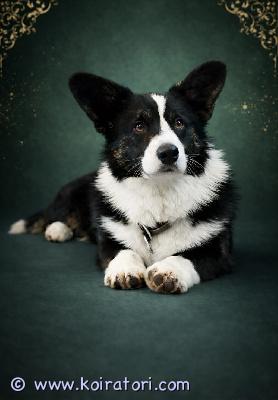 myydään cardigan www.koiratori.com-ilmoitus Myydään ihastuttava urospuolinen cardigan welsh corgi -pentu, FCI.kyseessä on ystävällinen, älykäs ja erittäin hyväluonteinen koirarotu, joka sopii erinomaisesti perhekoiraksi sekä aktiiviselle ihmiselle. Pentu on iloinen, utelias ja rakastaa ihmisten läheisyyttä.cardigan corgi on uskollinen kumppani, joka tuo jokaiseen päivään paljon iloa ja energiaa.jos olet kiinnostunut, kirjoita rohkeasti ja kysy lisätietoja.pennu asuu tallinnas, viro