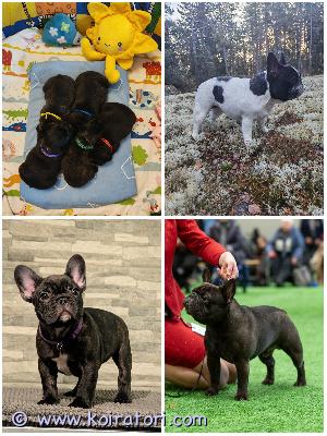 MYYDääN ranskanbulldoggi www.koiratori.com-ilmoitus Varattavissa reippaat ja iloiset ranskispennut. Hyväluonteiset, tasapainoiset, kauniit ja terveystutkitut vanhemmat. Pennut kasvavat perheen arjen keskellä, tottuneet ihmisiin ja toisiin koiriin. Pennut luovutetaan säännöllisesti madotettuina, sirutettuina, ell.tarkastamina ja rekisteröityinä. Mukana tulee kattava pentupaketti, virallinen kauppasopimus ja kasvattajan tuki. Toiveena näyttelyistä kiinnostuneet kodit. Pentue täyttää pevisa ehdot. Pentutiedustelut pienen esittelyn kera s-postitse. Vastaan mielelläni ja kerron pennuista lisää ????linkki skl:n pentulistalle:https://pentulista.kennelliitto.fi/forms/pentue?id=1204049rotuid=302