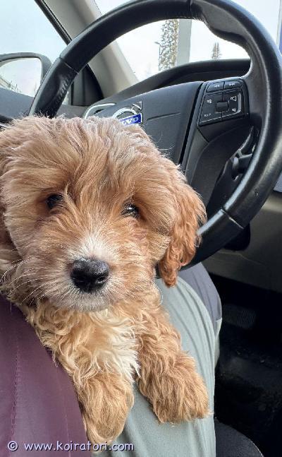 myydään teddypentu www.koiratori.com-ilmoitus Vapaana cavapoo urospentu s. 31.12.25, luovutusiässä nyt.poika on sirutettu ja madotettu säännöllisesti, eläinlääkärin tarkastama.pentu on syntynyt ja nuodettavissa pihtiputaalta.pentu on avoin, rohkea ja reipas sekä opetettu kaikkeen käsittelyyn.isä ja emä on 6-8kg pieniä koiria, terveitä, sosiaalisia ja reippaita perhekoiria.pentu syö sekä valmis-, että raakaruokaa, niin uusi omistaja voi valita jatkossa haluamansa ruokavalion.varausmaksu 100€ ja videopuhelu onnistuu, jos et pääse heti huomenna hakemaan. käteinen tai pankin pikasiirto.