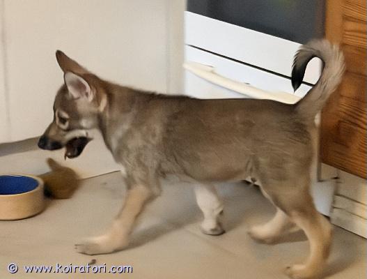 myydään sekarotuinen www.koiratori.com-ilmoitus Reilu 8 viikkoinen poikapentu etsii kotia itsestään riippumattomista syistä. kotia etsitään omakotitalosta. kodilta odotetaan kokemusta aktiivisista koirista. rotuja pennussa on mm. Ceskoslovensky vlack, saarloos wolfhond ja husky. pentu on reipas ja iloinen, oikein hoidettu, madotettu ja mikrosirutettu.ei osamaksua. kerrothan sähköpostissa kodistasi, minkälaiseen kotiin pentu olisi tulossa.  