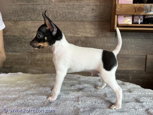 myydään toyfox www.koiratori.com-ilmoitus Myydään amerikankääpiöterrieri uros.syntynyt 26. Joulukuuta 2025.kaikki tarvittavat rokotukset tehtysirutettueläinlääkäripassiekl-sukutaulueläinlääkärin tarkastamaterve, hyvin hoidettu ja hellä pieni uros , joka odottaa omaa rakastavaa perhettään