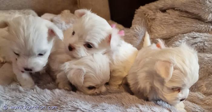 myydään maltese www.koiratori.com-ilmoitus Nämä pienet pennut syntyivät 20. Tammikuuta. Ne katsotaan luovutusvalmiiksi 16. Maaliskuuta.maltankoiria pidetään hypoallergeenisina ja karvattomia. Niiden turkkia on hoidettava jonkin verran, koska niiden turkki kasvaa. Niillä ei ole pohjavillaa, eivätkä ne ole hyvin eristettyjä kylmää, säätä ja tuulta vastaan. Siksi ne on suojattava vaatteilla tarvittavina päivinä. Ne ovat erinomaisia ??perhekoiria. Mutta ne ovat pieniä ja niitä on valvottava pienten lasten lähellä. Ne ovat eloisia ja miellyttäviä.molemmat vanhemmat ovat terveitä ja hyväkuntoisia. äiti painaa noin 3,2 kg ja isä noin 3 kg. Joten nämä ovat todennäköisesti hyvin pieniä maltankoiria.ennen toimitusta ne saavat matohoidon ja eläinlääkärin terveystarkastuksen. Ne toimitetaan terveystodistuksen, sirun, pentupaketin kanssa, jossa on peitto, ruoka, valjaat ja hihna sekä vähän muuta.ota yhteyttä, jos olet kiinnostunut.