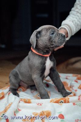 MYYDääN canecorso www.koiratori.com-ilmoitus Pentueestamme joka syntyi 30.12 on vielä vapaana muutama pentu rakastavaan kotiin.vanhemmat hyväluonteiset ja terveet.pennut rekisteröity eestin kennelliittoon,eläinlääkärin tarkastamat ja siruttamat.pennut ovat sosiaalisia ja reippaita ja sisäsiisteys opettelu jo hyvällä mallilla.mukaan annamme kattavan pentupakkauksen ja kasvattajan loppuelämän tuen.uudelta kodilta toivomme että rotuun tutustuttu kunnolla,elämäntilanne valmis pennun ottoon joka tavalla sekä taloudellinen tilanne mahdollistaa koiranpennun hankinnan ja huolenpidon.osamaksu on mahdollinen järkevissä osissa.kerron mielelläni lisää puhelimitse tai whatsapp +37255628699(puhun suomea)