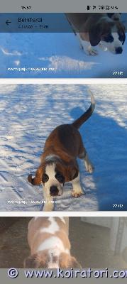 MYYDääN bernhardin www.koiratori.com-ilmoitus Broneeringust vabanes bernhardiin elina eevy . 04.11.2025 est fci vaktsiinid ,parasiiditõrjed tehtud , 